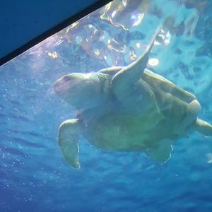 Meet your Posher, Diana